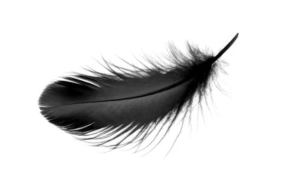 Single Black Feather Isolated On White Background