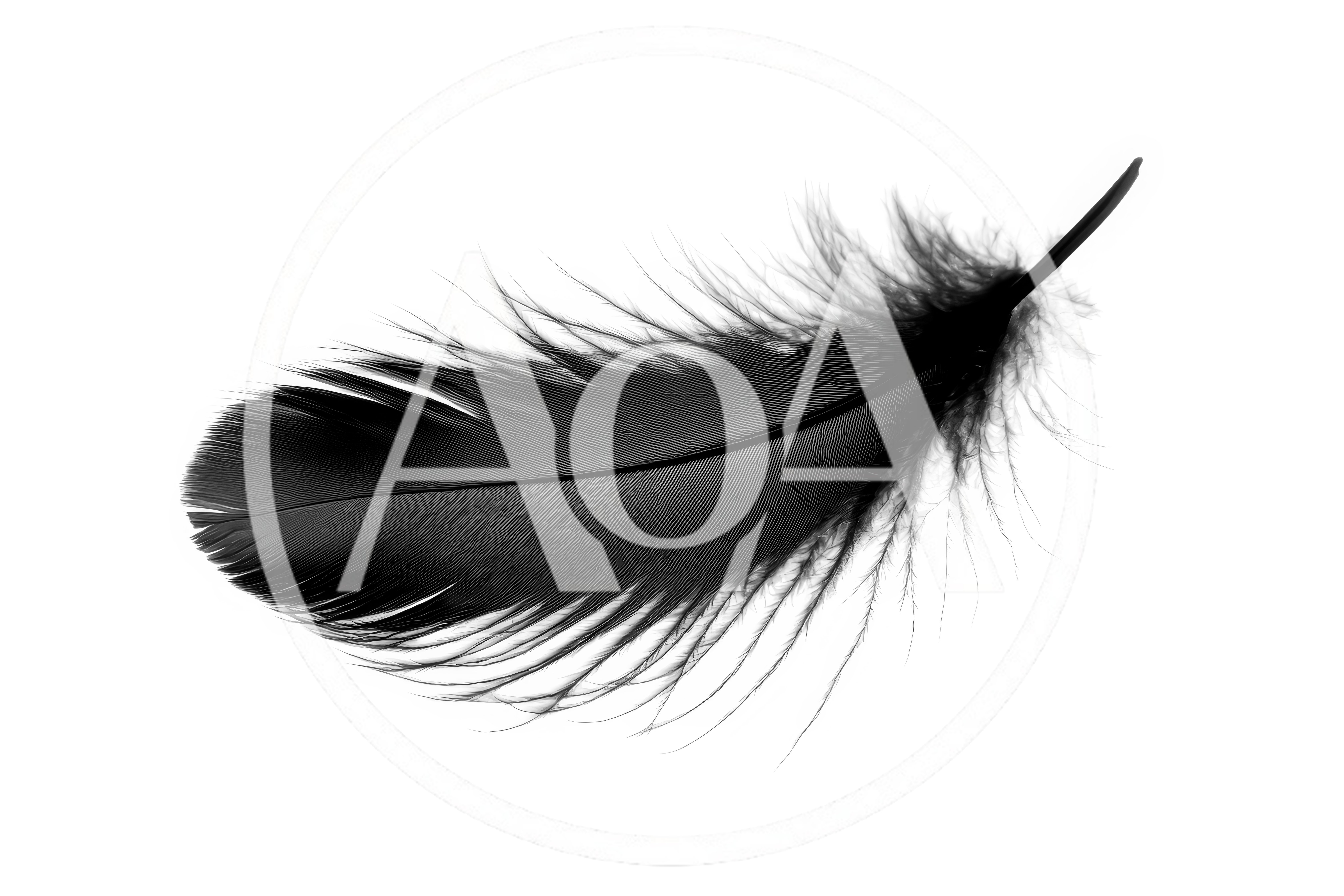 Single Black Feather Isolated On White Background
