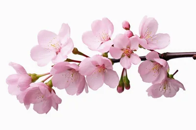 Pink Cherry Blossom Branch Isolated On White Background