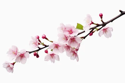Cherry Blossom Branch With Pink Flowers