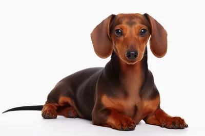 Adorable Smooth Haired Dachshund Dog Lying Down