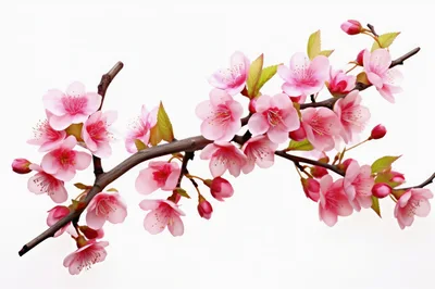 Pink Cherry Blossom Branch Against White Background