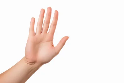 Human Hand Gesturing Stop Against White Background