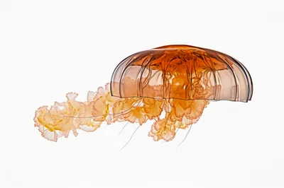 Orange Jellyfish Floating Against A Clean White Background