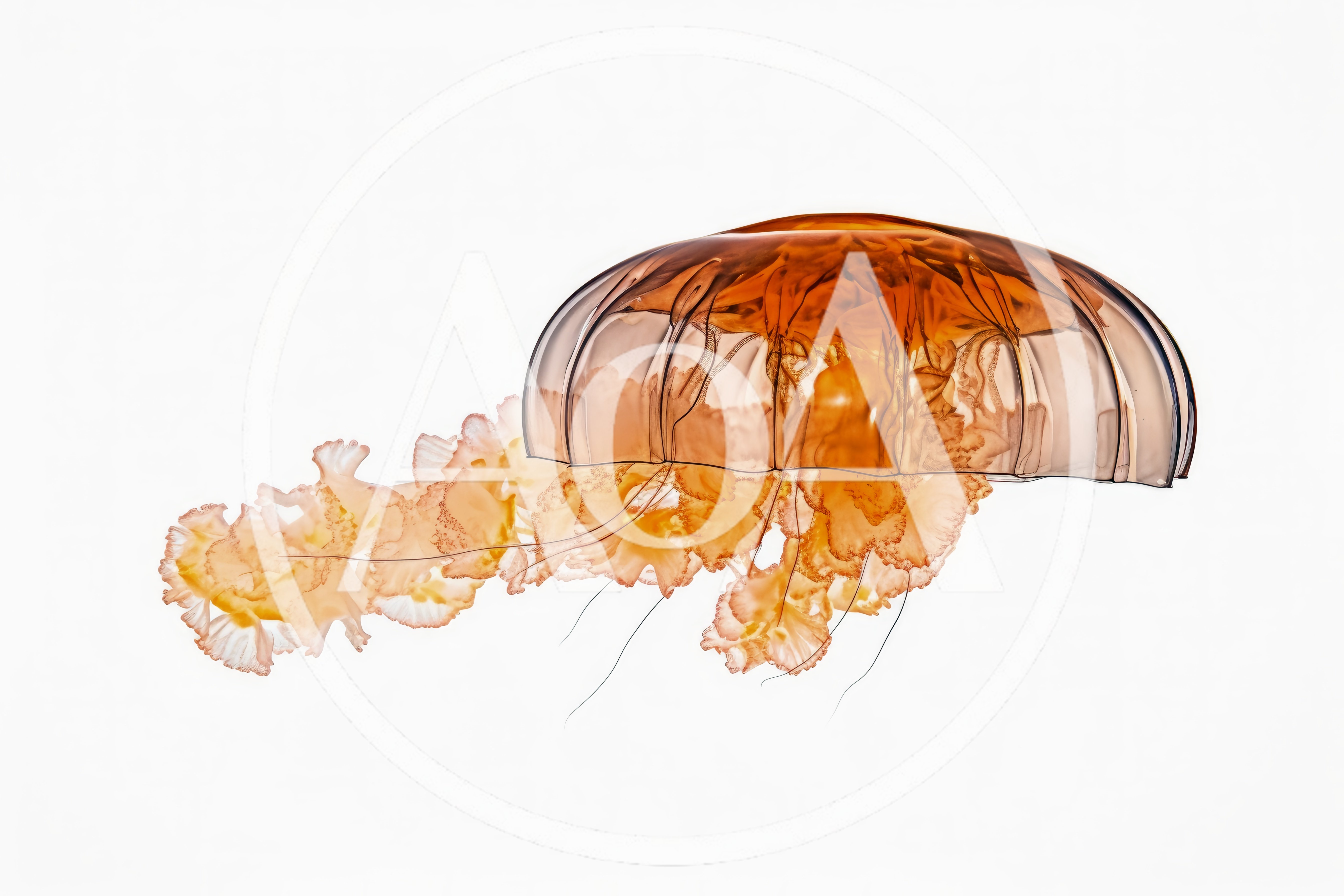 Orange Jellyfish Floating Against A Clean White Background