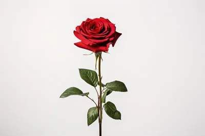 Single Red Rose On White Background