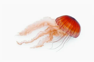 Vibrant Orange Jellyfish Floating Against A White Background