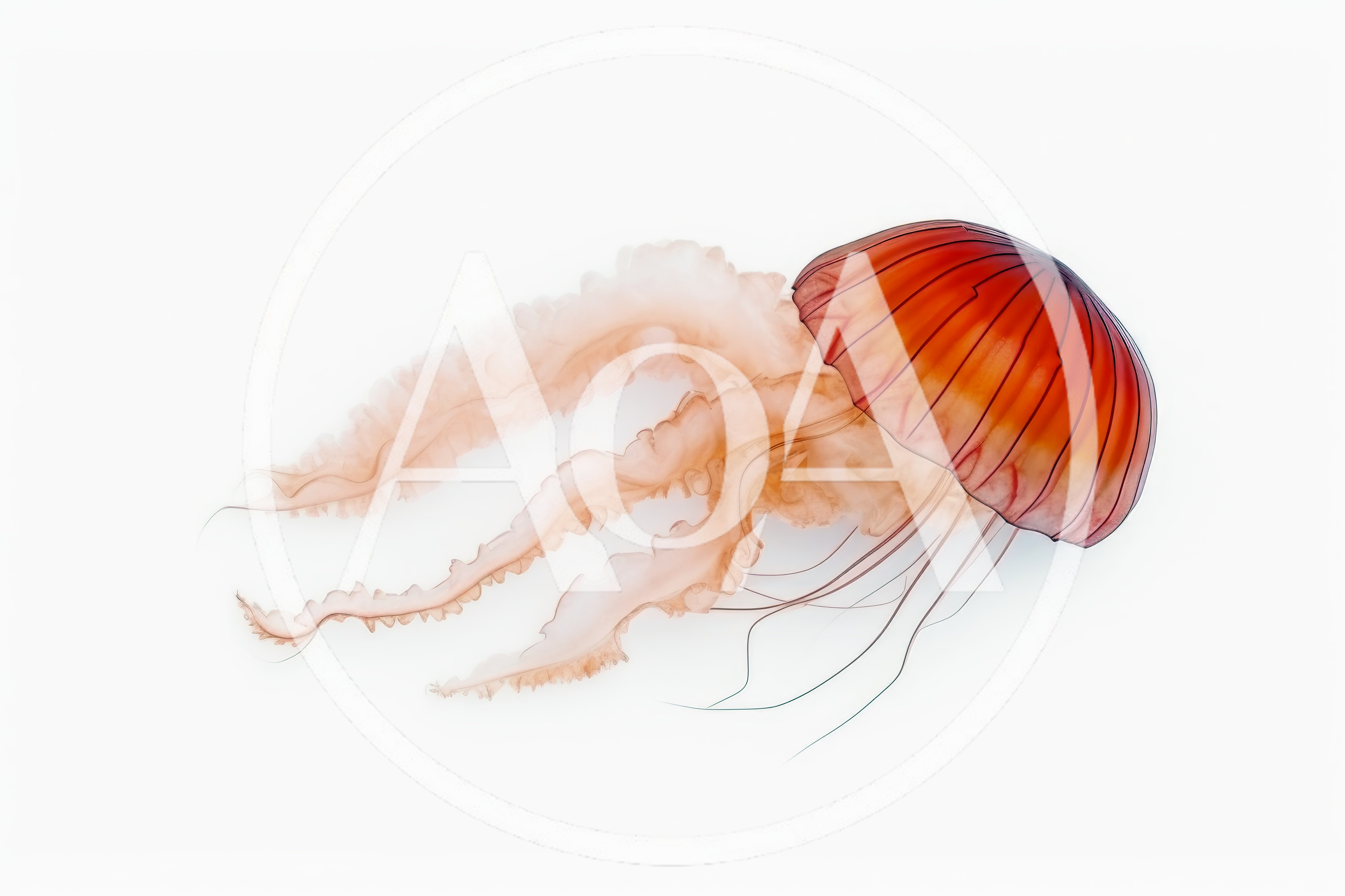 Vibrant Orange Jellyfish Floating Against A White Background