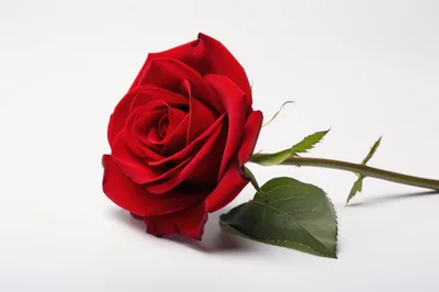 Single Vibrant Red Rose on White Background