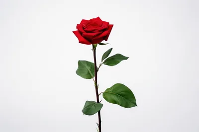 Single Red Rose On White Background