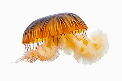 Golden Jellyfish Floating Against A White Background