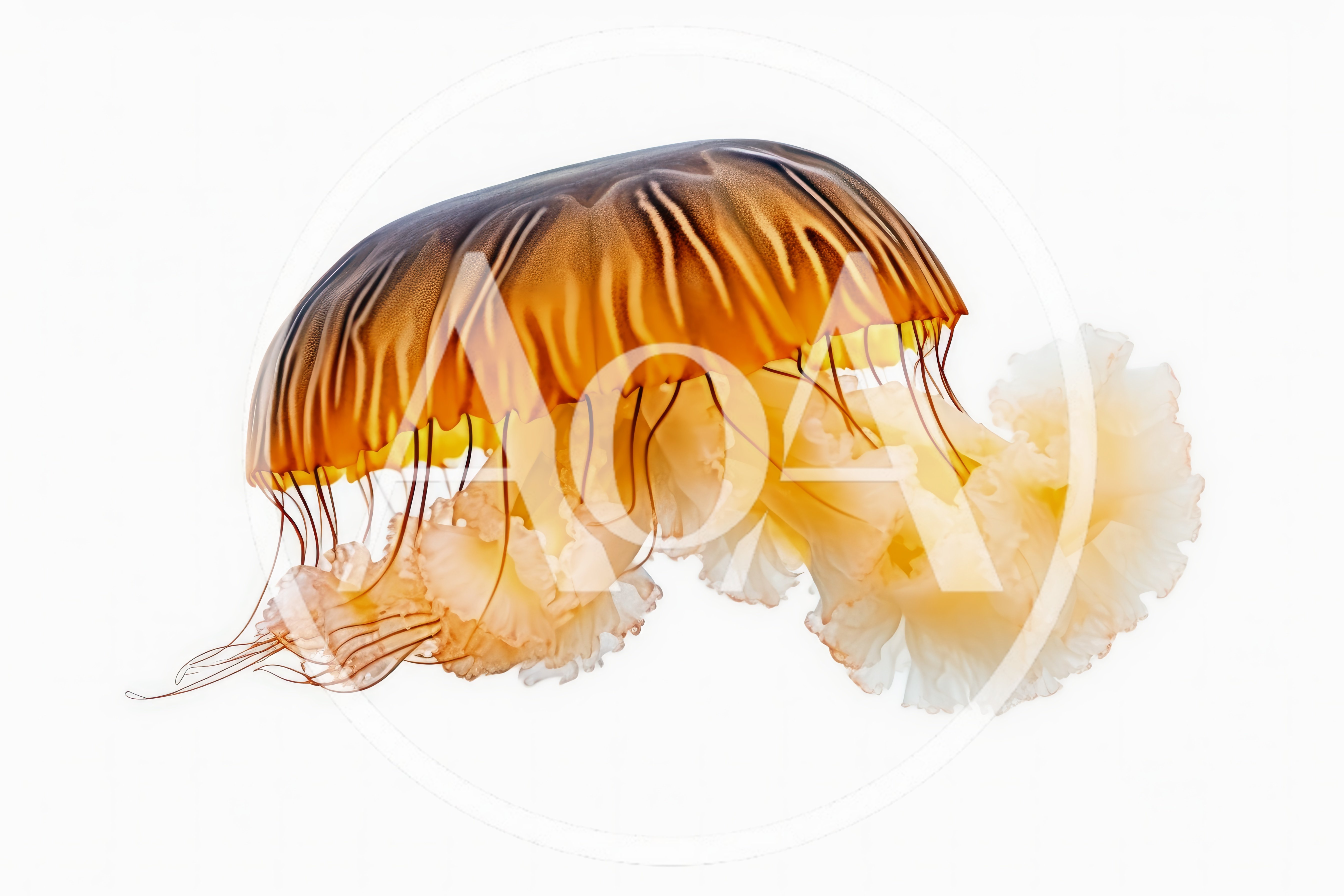 Golden Jellyfish Floating Against A White Background