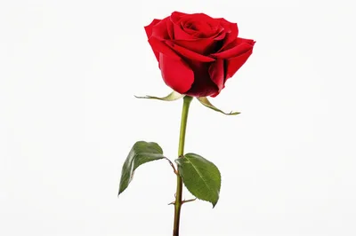 Single Red Rose Isolated On White Background