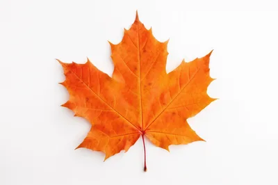Single Vibrant Orange Maple Leaf Isolated On White