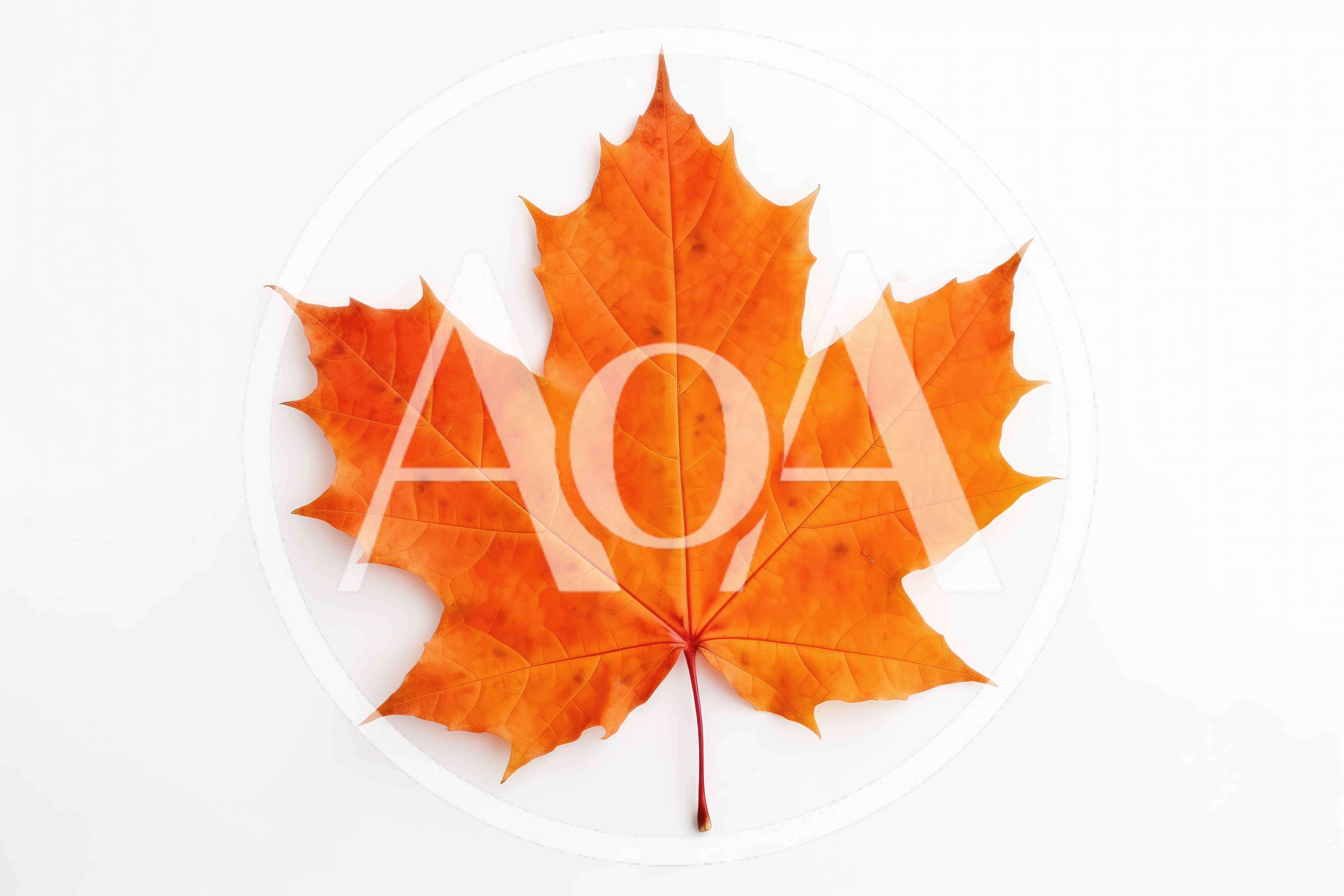 Single Vibrant Orange Maple Leaf Isolated On White