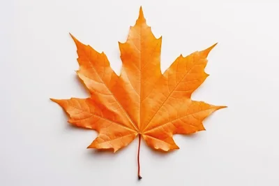 Single Vibrant Orange Maple Leaf On White Background