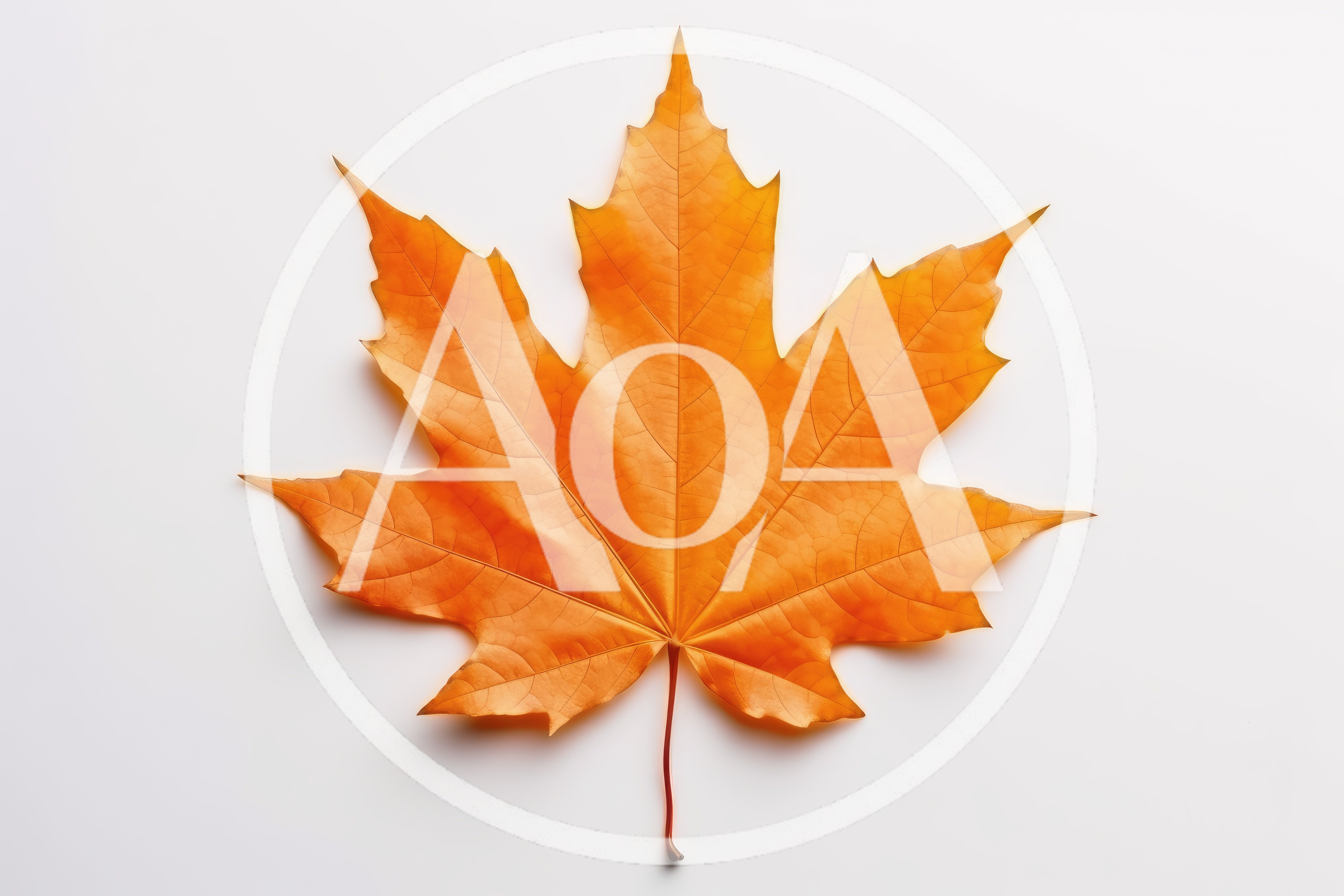 Single Vibrant Orange Maple Leaf On White Background