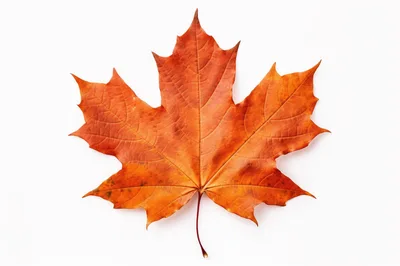 Single Dried Orange Maple Leaf On White Background