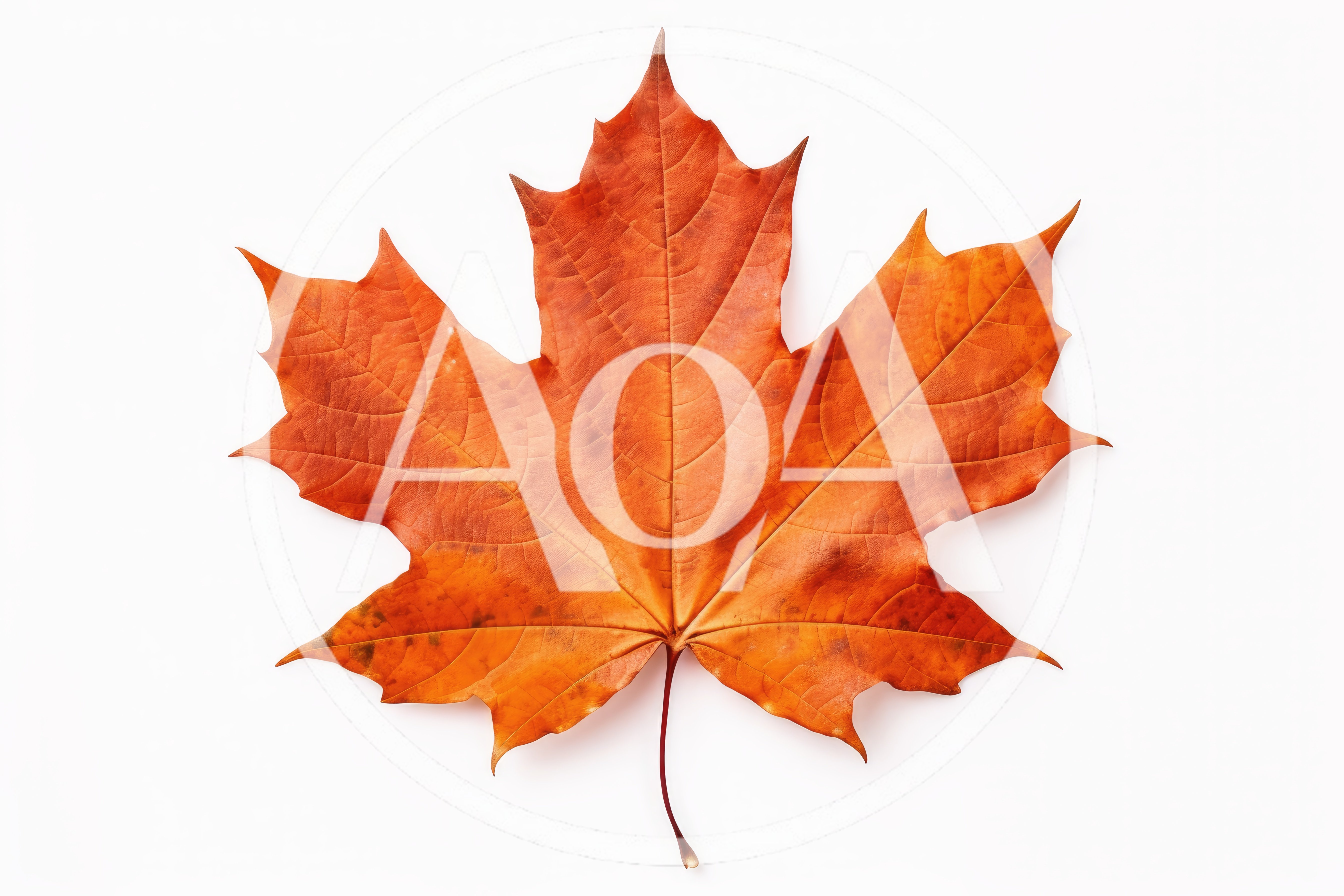 Single Dried Orange Maple Leaf On White Background