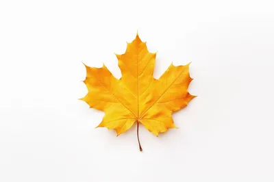 Single Yellow Maple Leaf on White Background