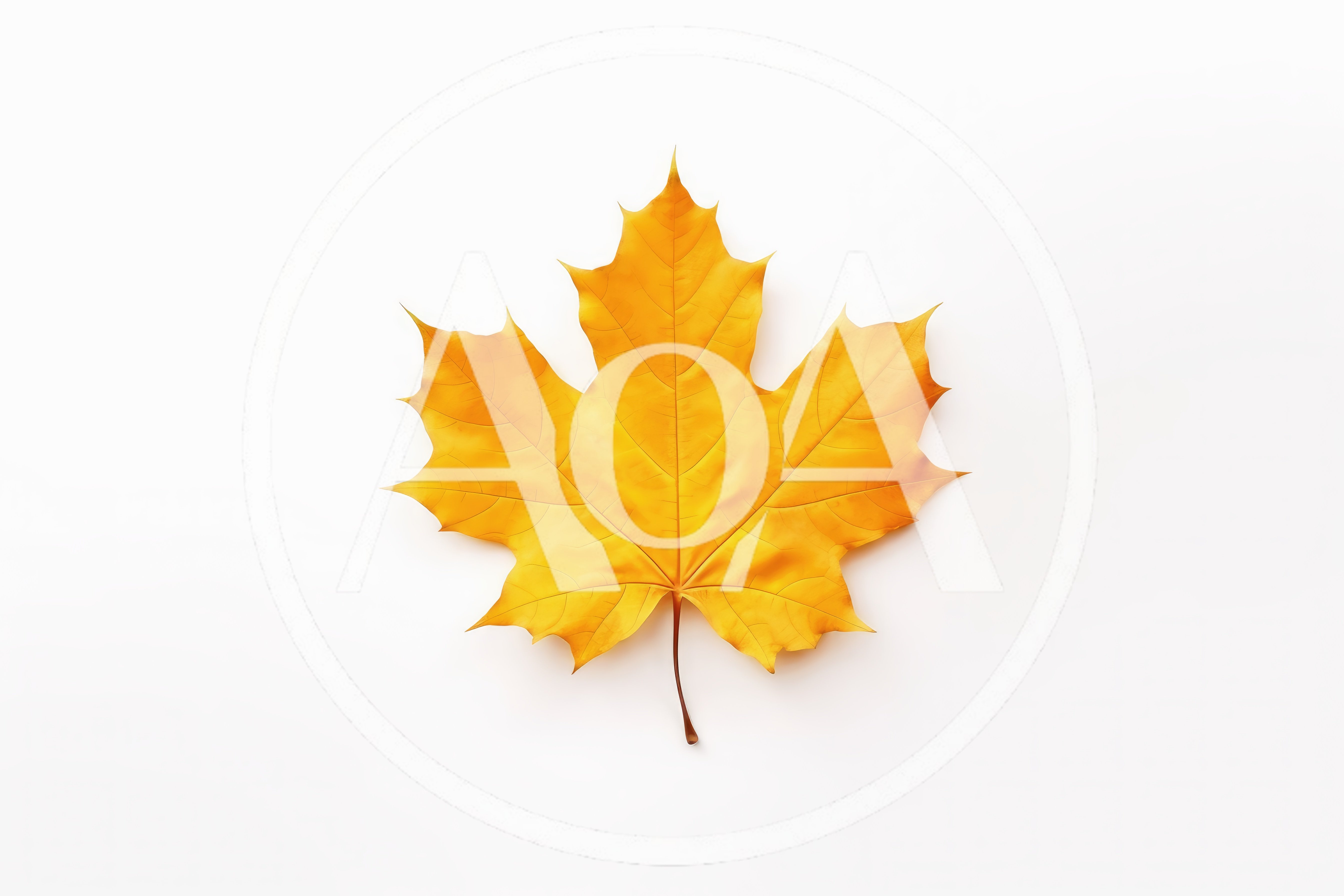 Single Yellow Maple Leaf on White Background