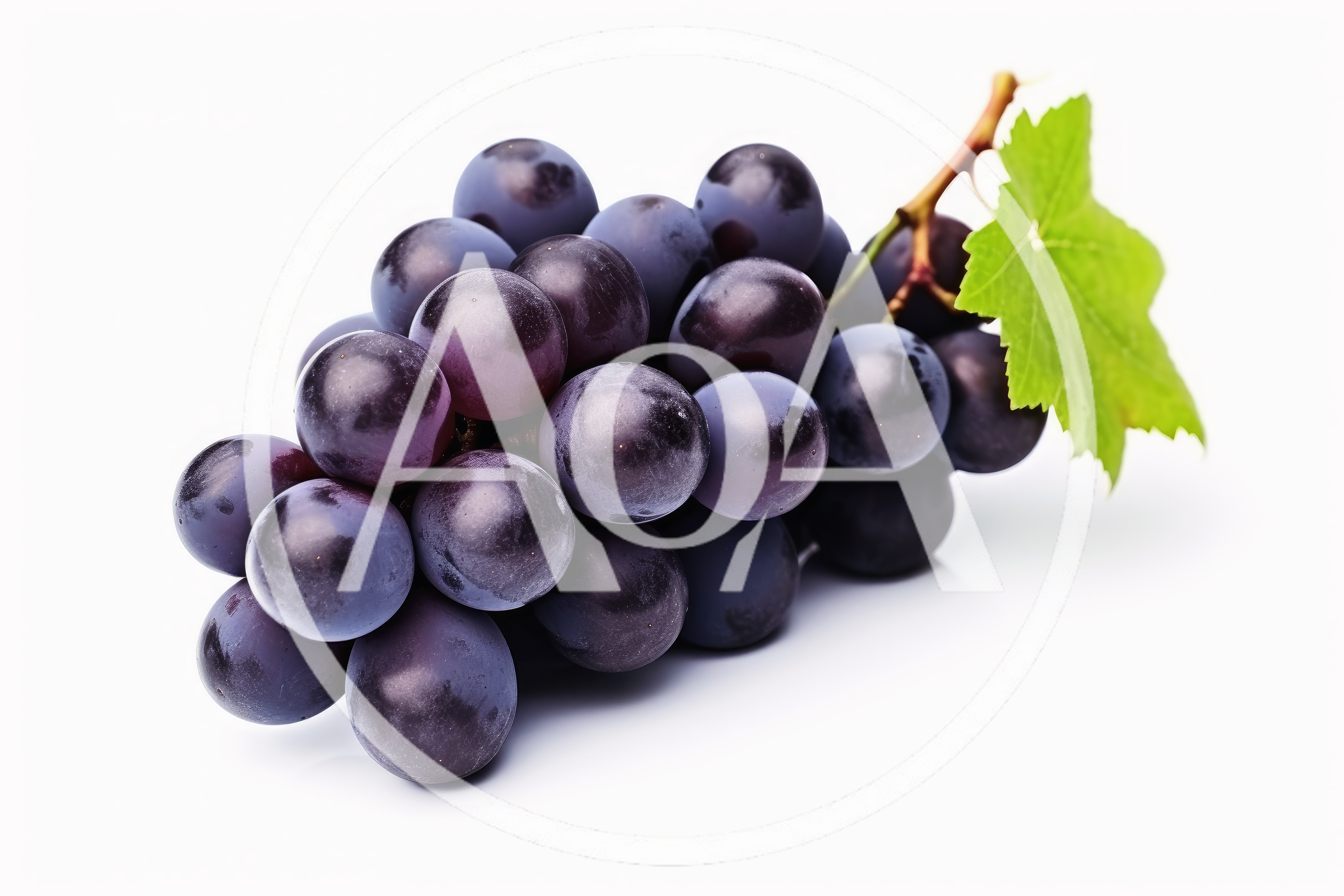 Fresh Cluster Of Ripe Purple Grapes With Green Leaf