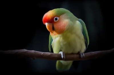 Fischer's Lovebird Perched on a Branch