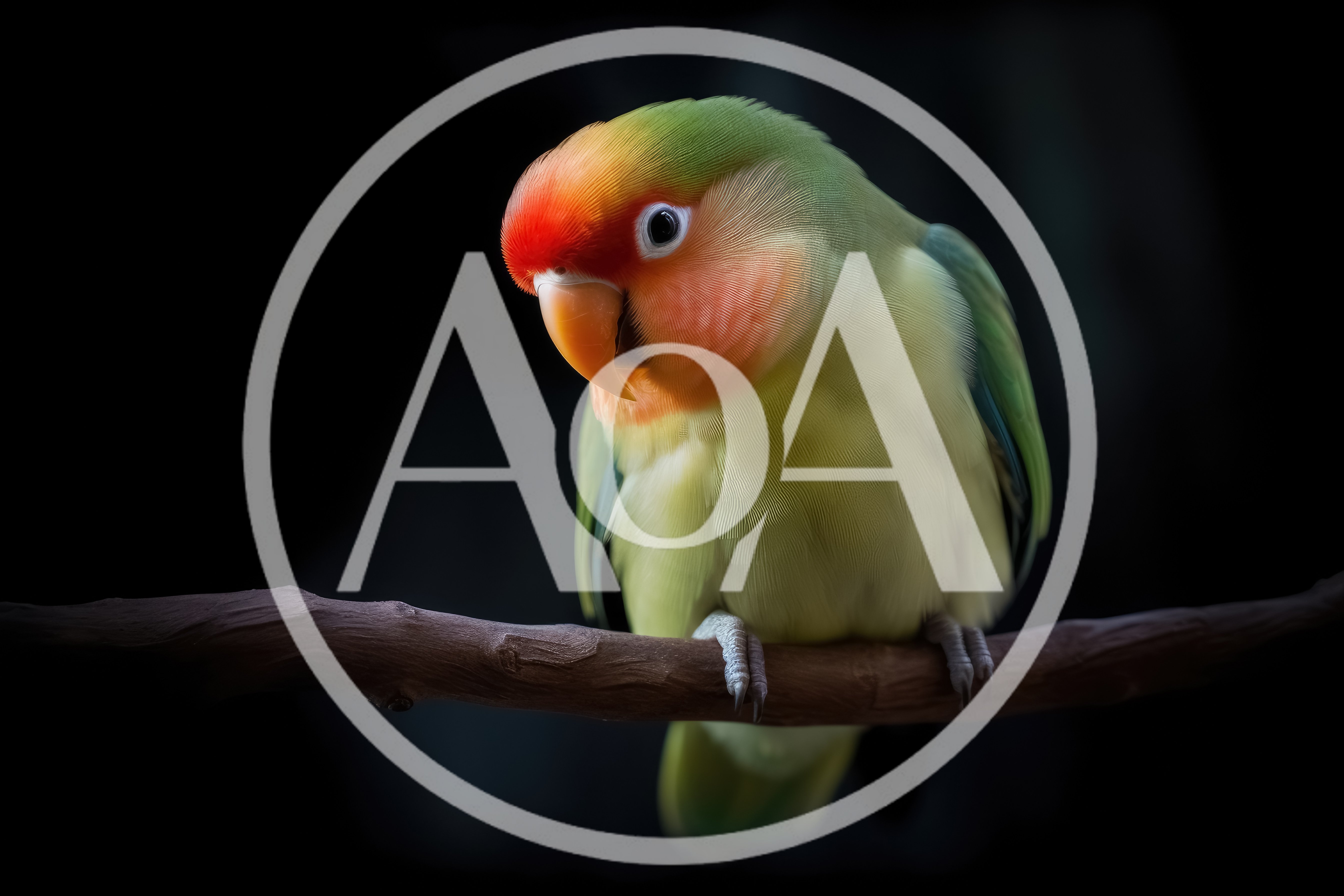 Fischer's Lovebird Perched on a Branch