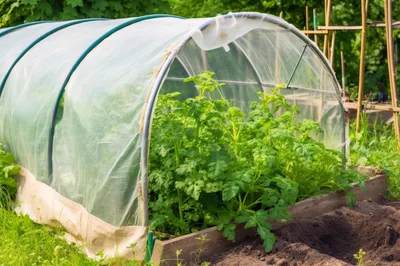 Small Garden Hoop House With Growing Green Plants