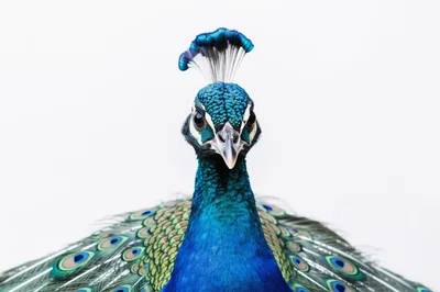 Portrait Of A Majestic Indian Peacock