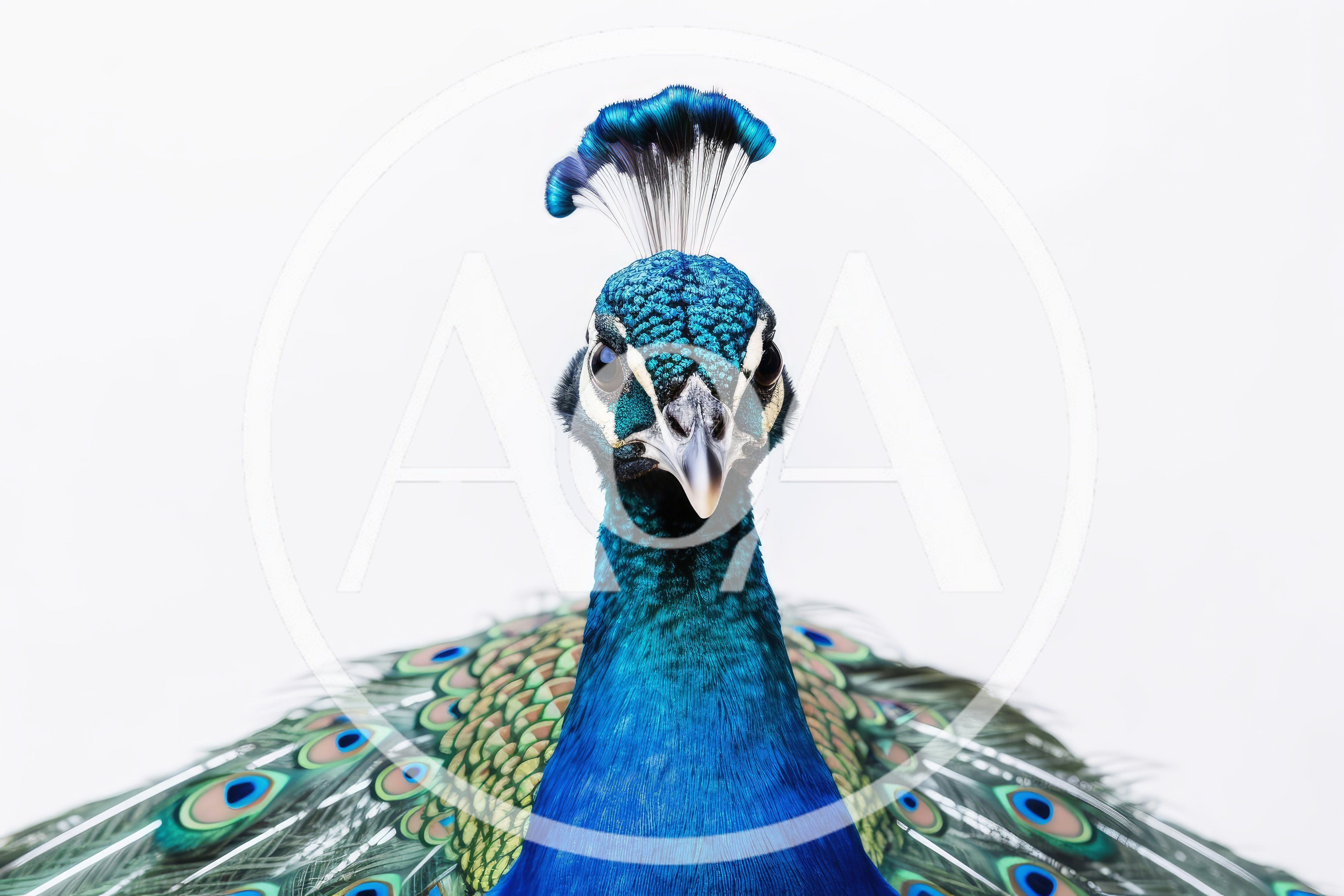Portrait Of A Majestic Indian Peacock