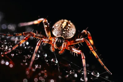 Macro Close Up Of A Garden Spider