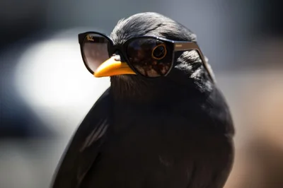 Close Up Portrait Of A Bird Wearing Sunglasses