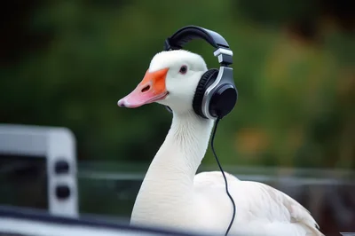 White Goose Wearing Modern Black Headphones