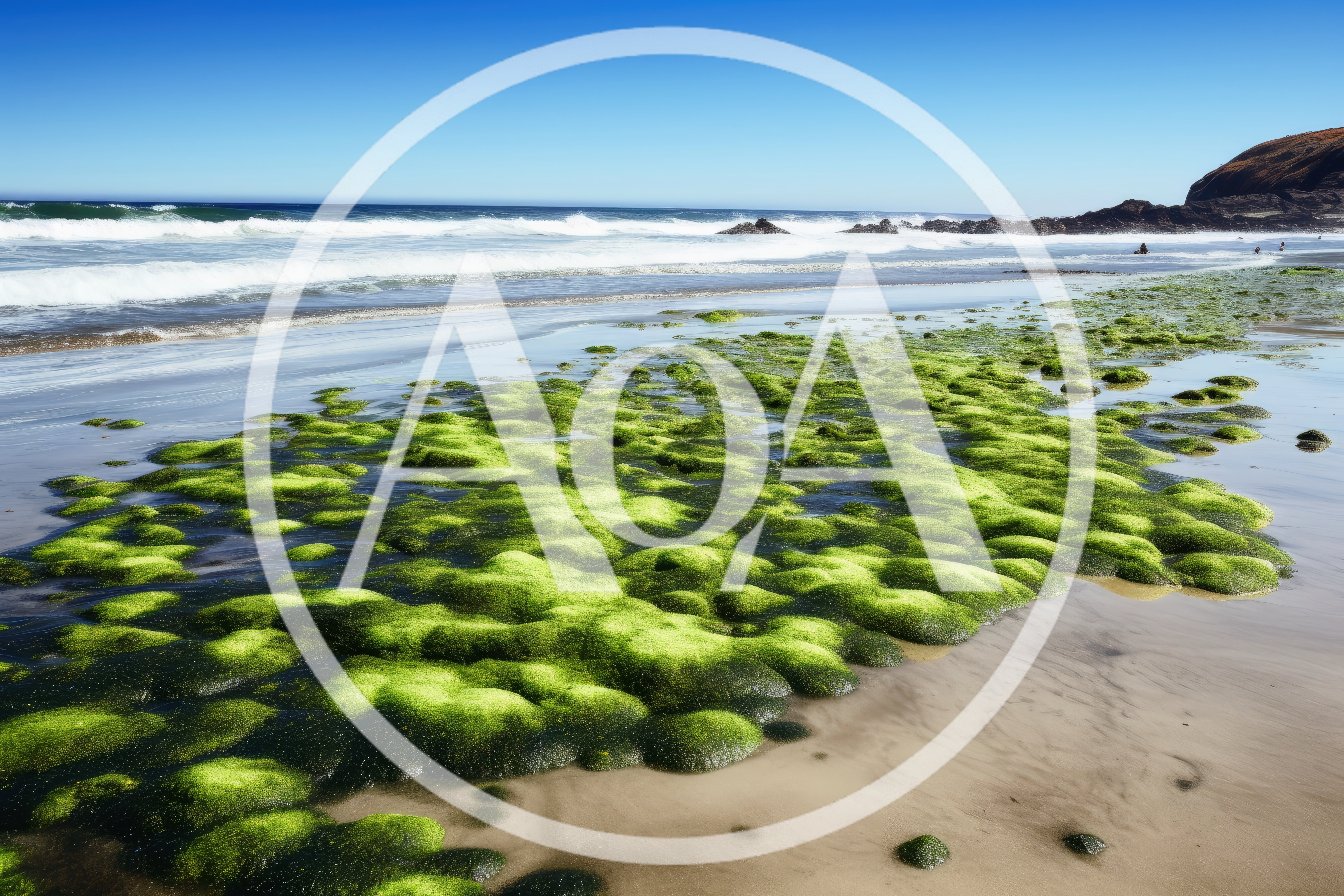 Green Algae Covered Rocks On A Sandy Beach