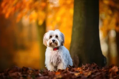 Small White Havanese Dog Sitting In Autumn Leaves