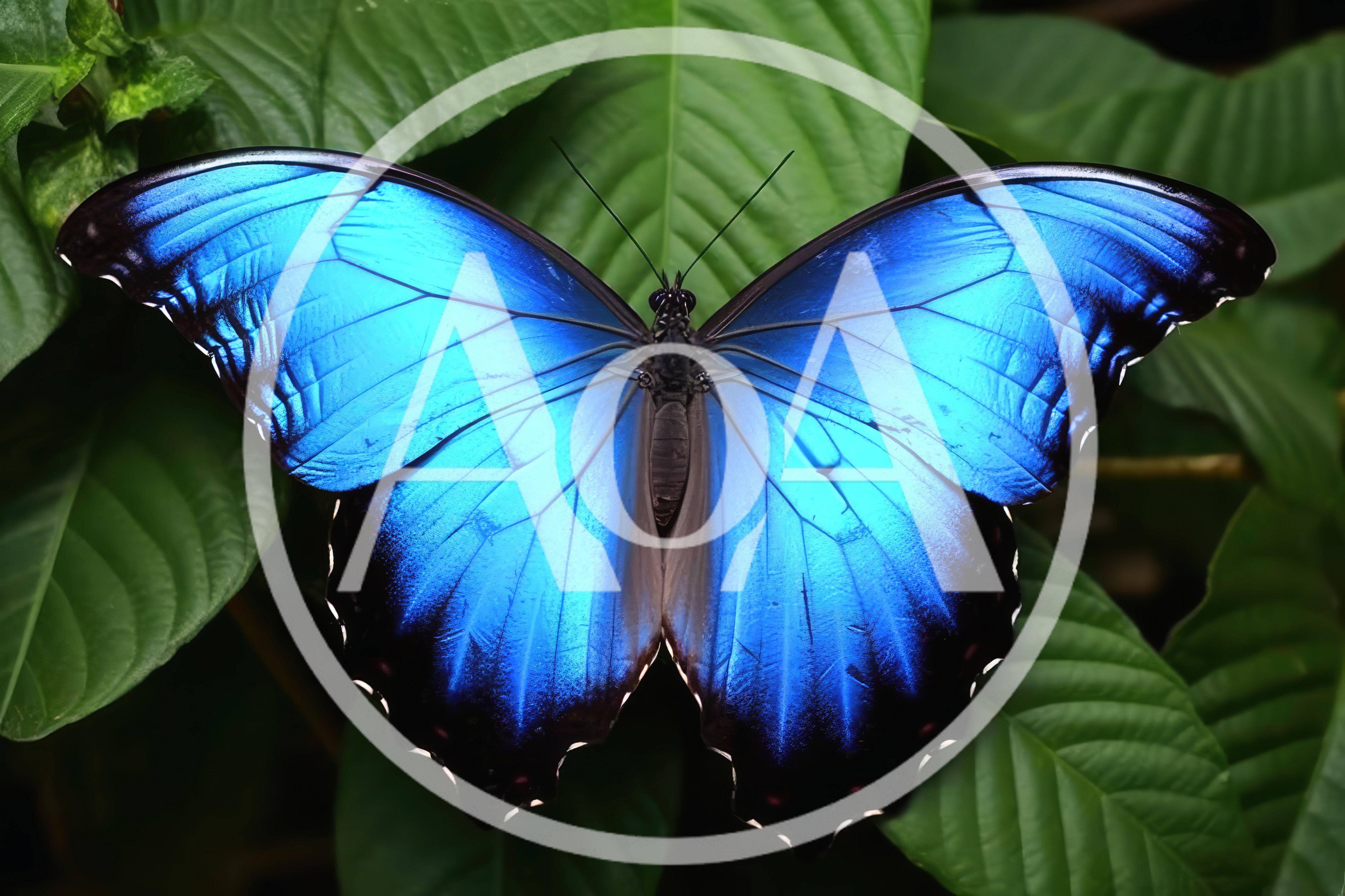 Blue Morpho Butterfly Resting On Green Leaves