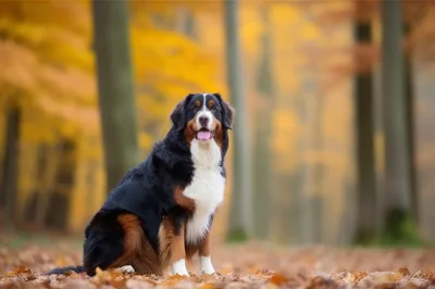 Bernese Mountain Dog Sitting In Autumn Forest