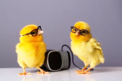 Two Cute Yellow Chicks Wearing Glasses With VR Headset