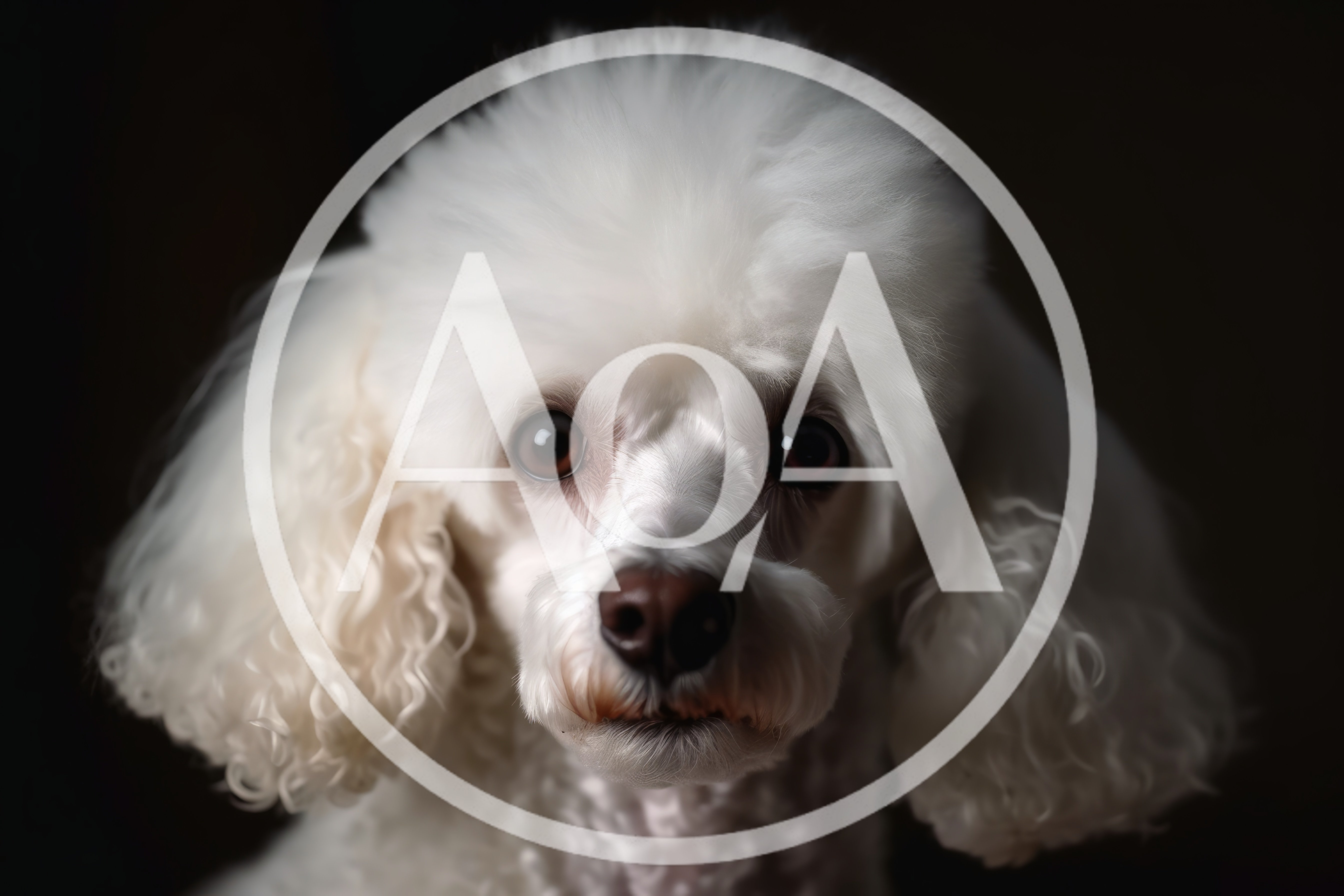 Portrait Of A White Poodle Against Dark Background