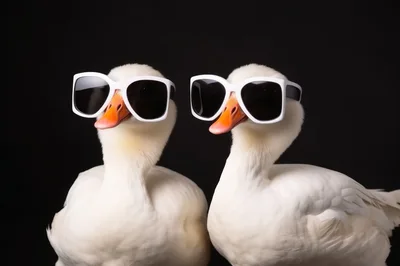 Two White Geese Wearing Stylish Sunglasses