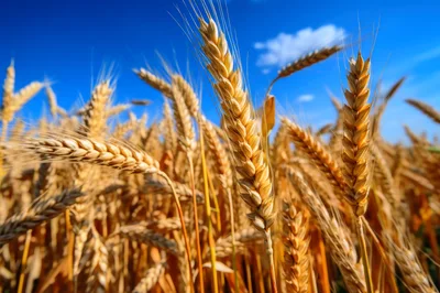 Golden Wheat Stalks Swaying In A Sunny Field