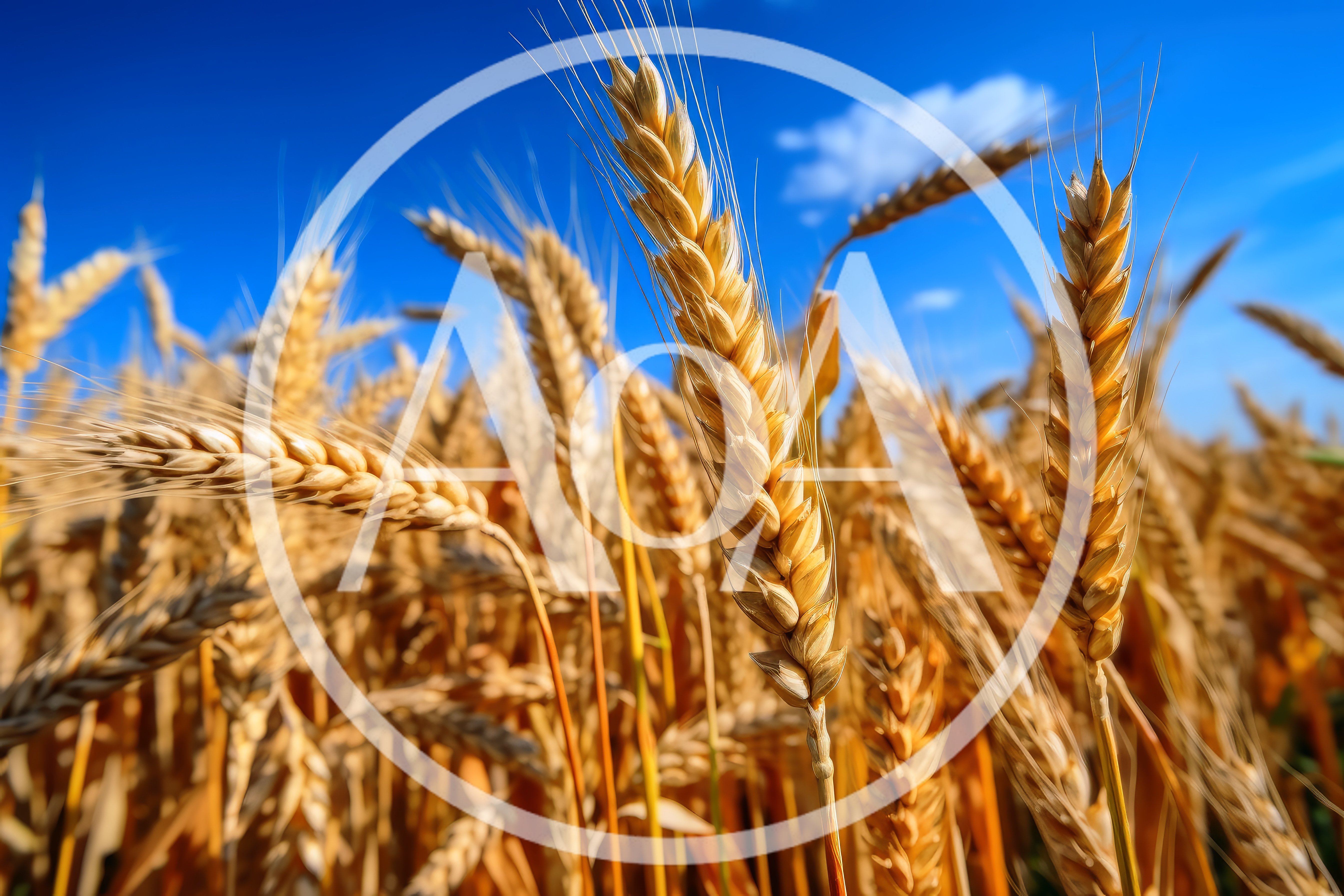 Golden Wheat Stalks Swaying In A Sunny Field