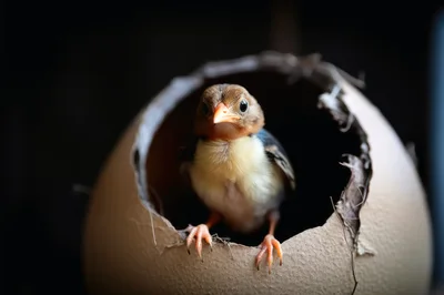 Newborn Bird Hatching From A Large Eggshell