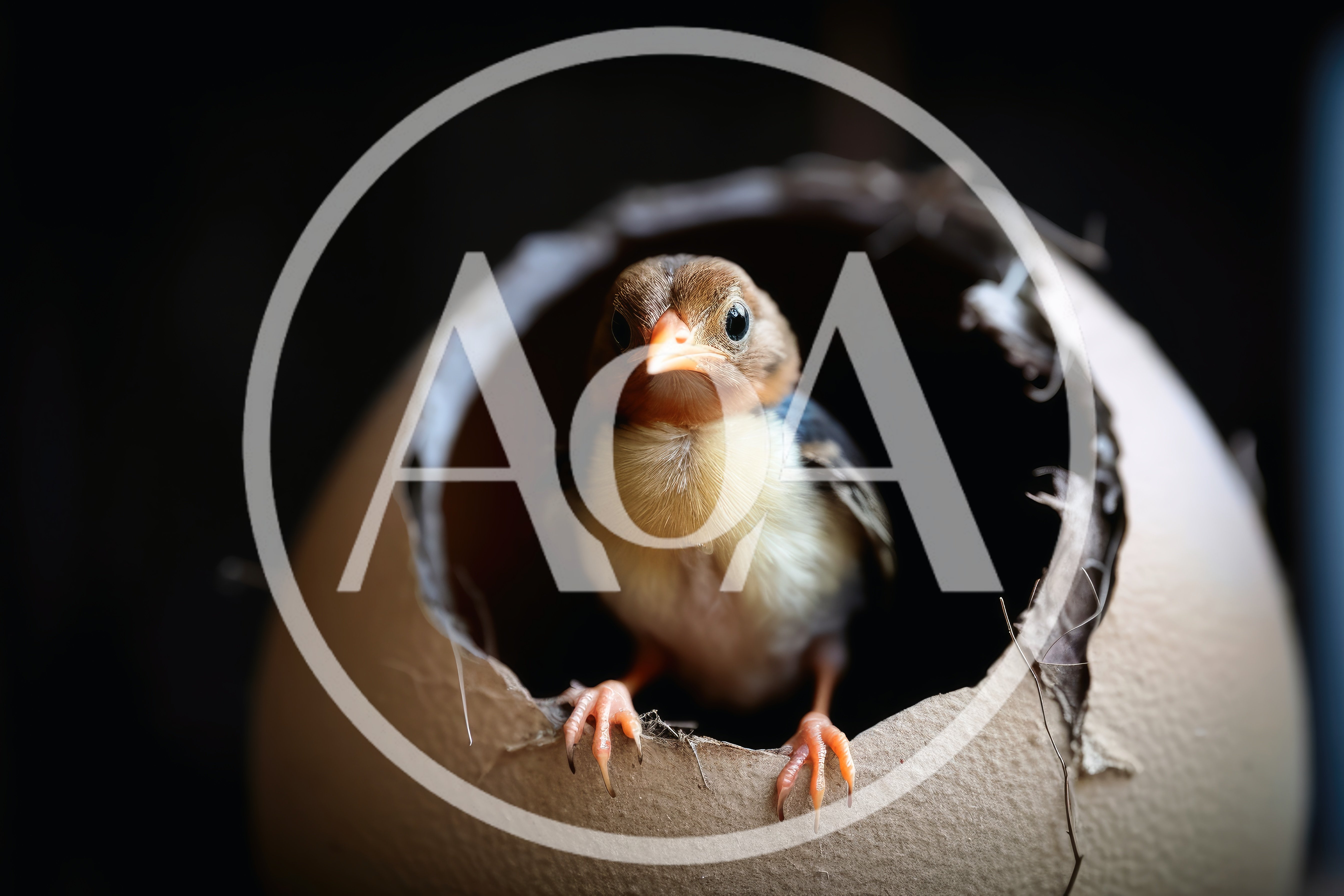 Newborn Bird Hatching From A Large Eggshell