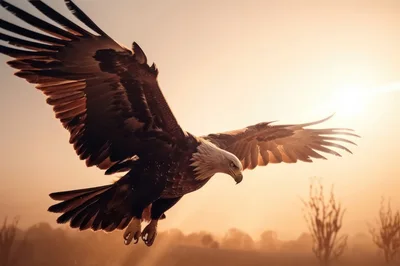 Bald Eagle Soaring Through Golden Sunset Sky
