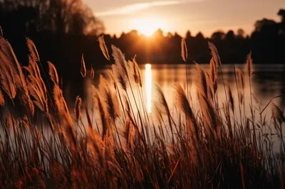 Golden Reeds Swaying By A Calm Lake At Sunset