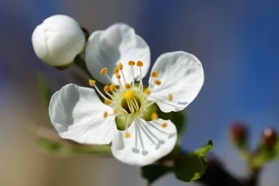 Macro Shot Of A Blooming White Plum Blossom