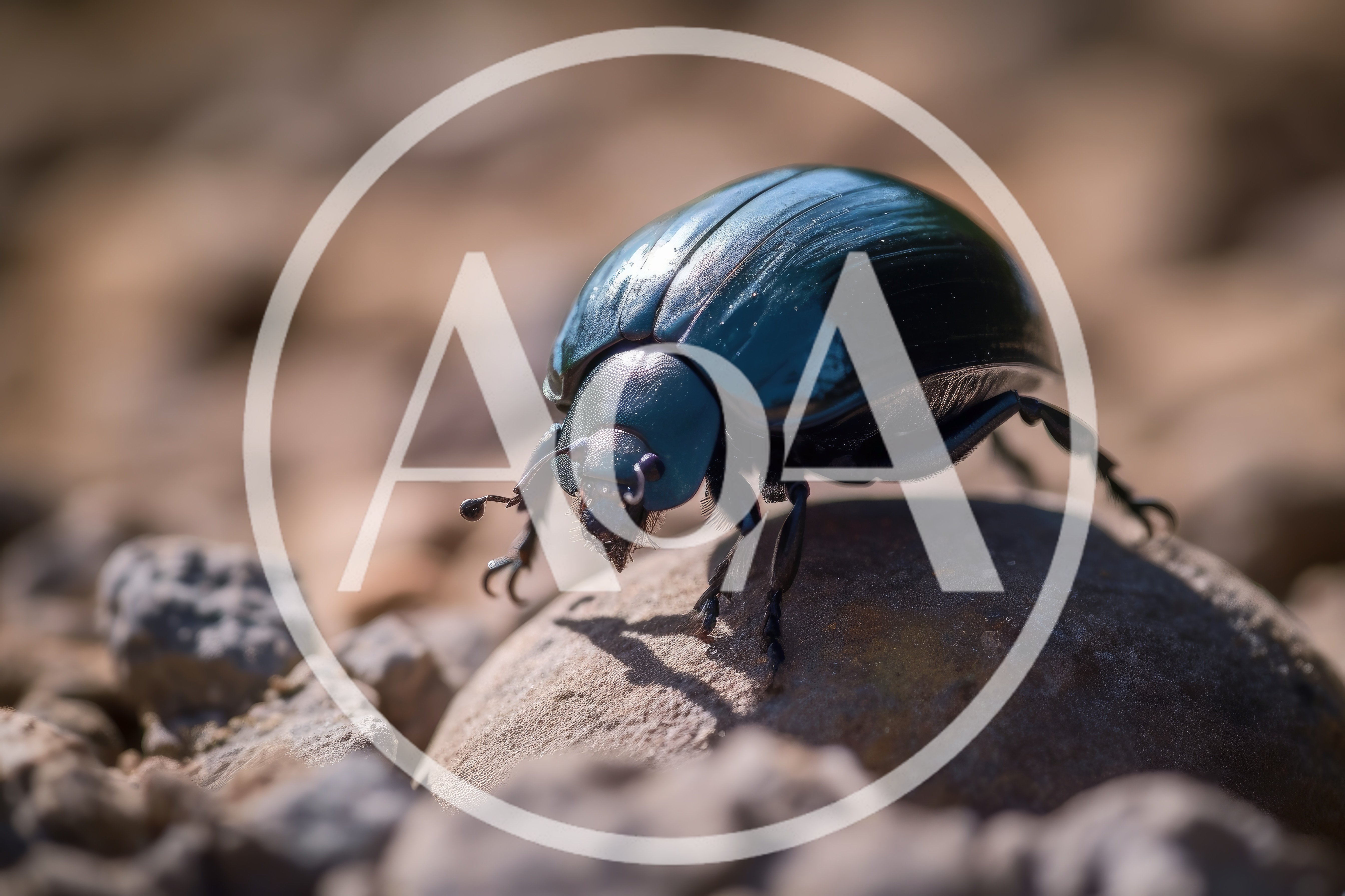 Shiny Black Dung Beetle Crawling On A Stone