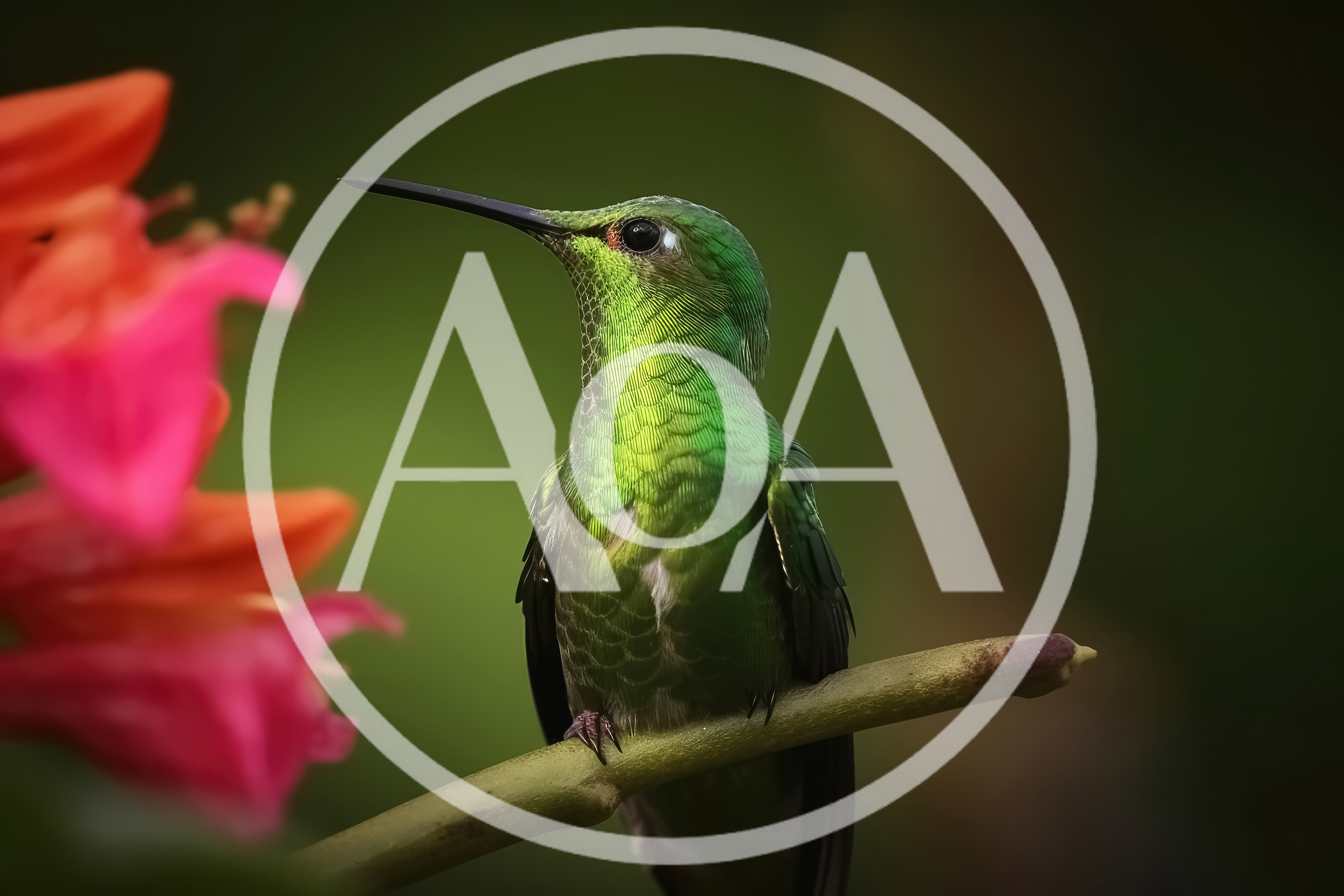 Green-Crowned Brilliant Hummingbird Perched on a Branch